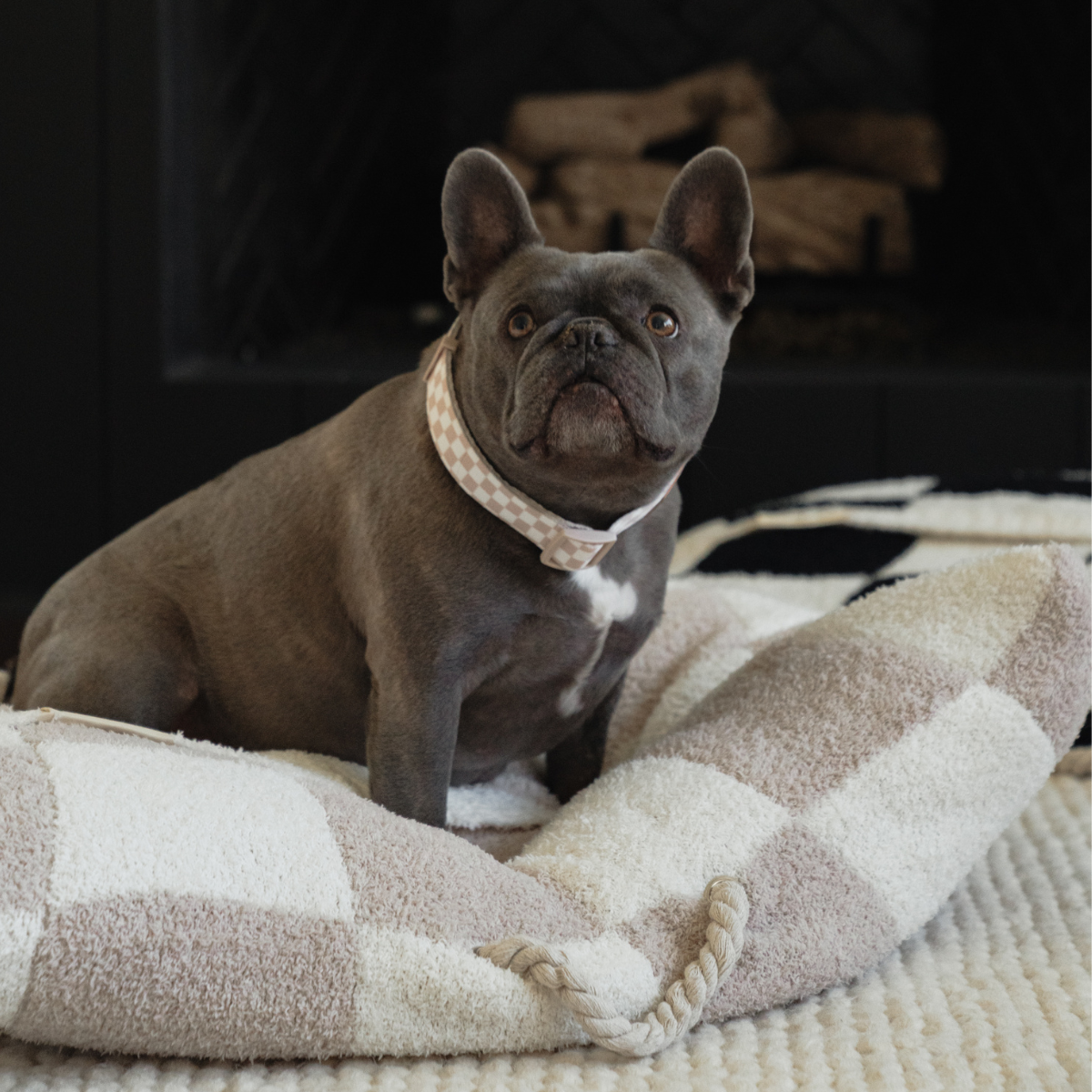Local Beach - Local Beach Cozy Dog Bed: Sand /Cream
