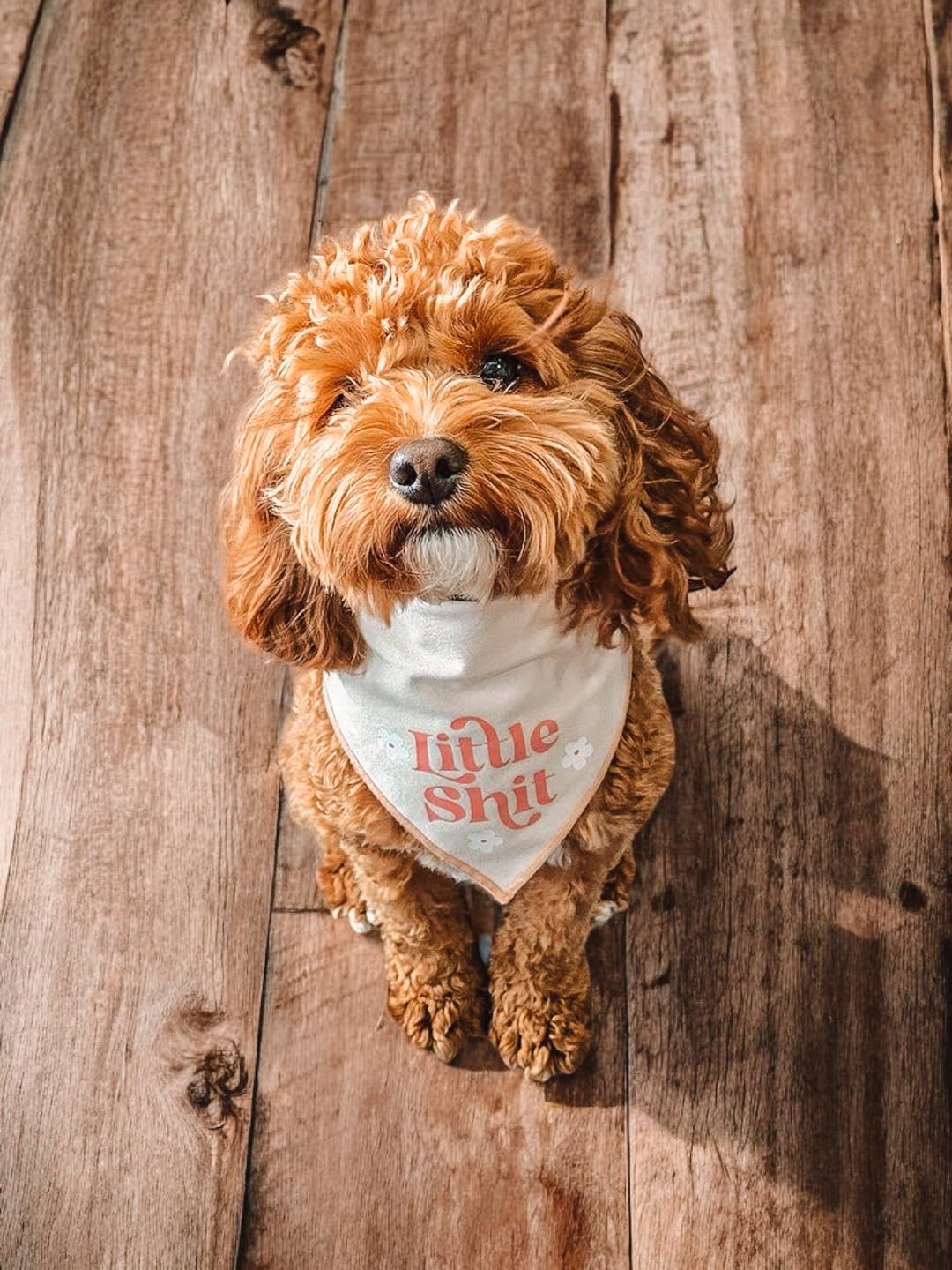 Boneyard Co. - "Little Sh*t" Funny Sassy Dog Bandana, unique dog mom gifts: Navy / Small / Tie-On