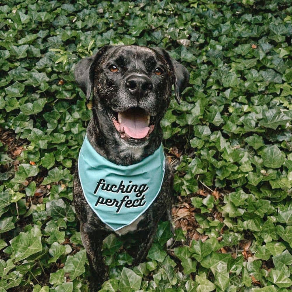 Boneyard Co. - "F*cking Perfect" Funny and Sassy Dog Bandana: Small / Tie-On