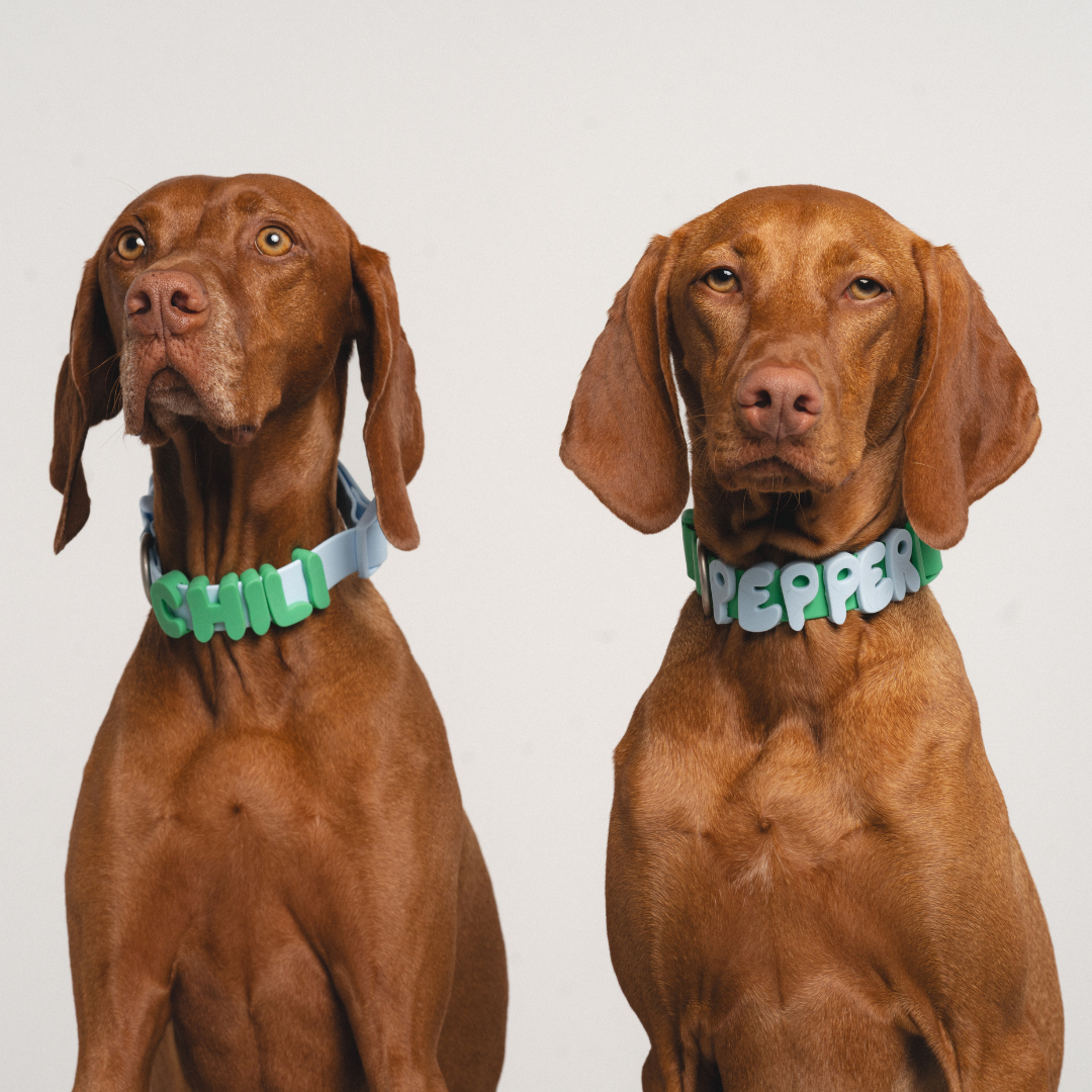 Springland Pets - Silicone Dog Charms for Dog Collar/Leash/Bottle (63 Charms): Butter