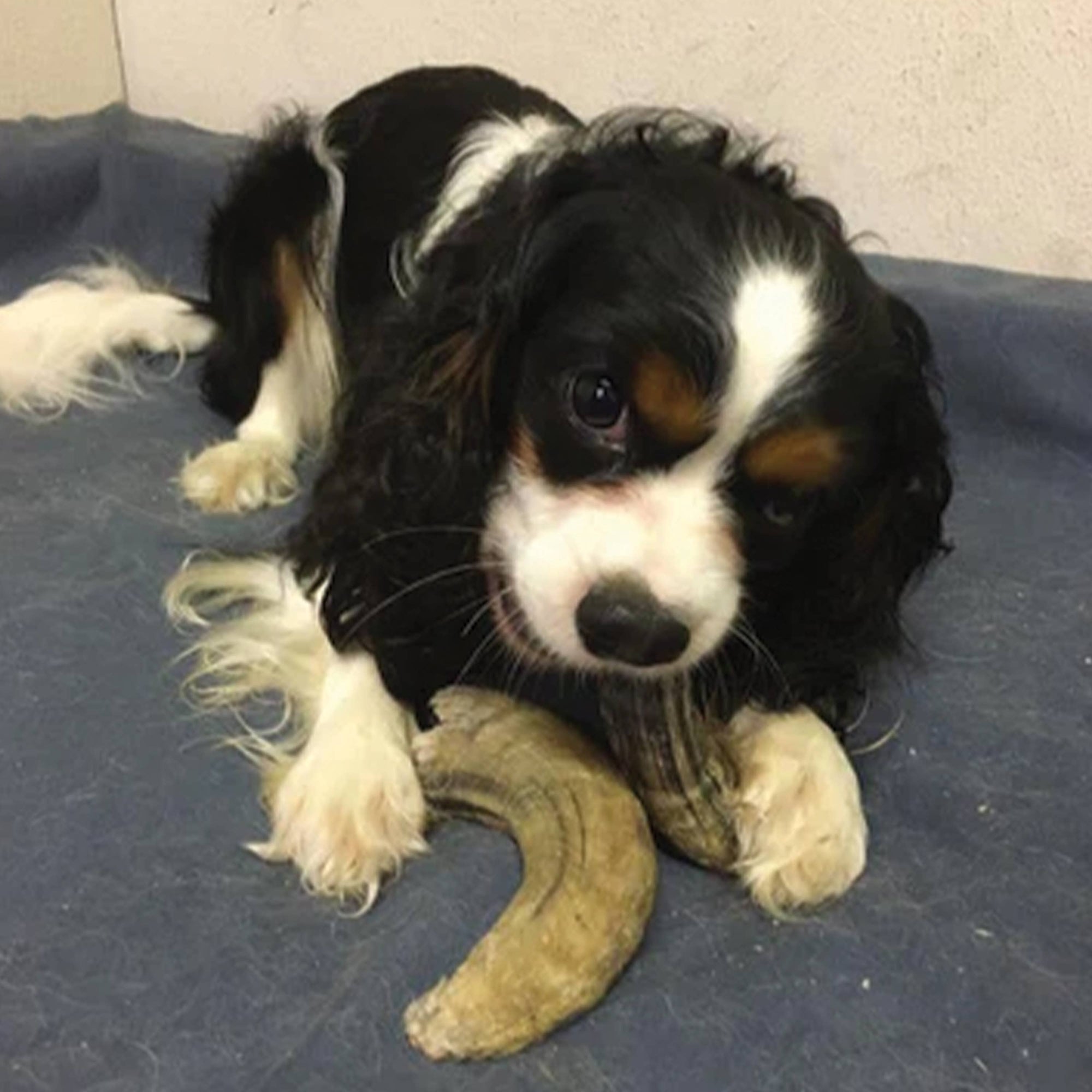Icelandic+ - Icelandic+ Small Lamb Horn with Marrow Dog Treat: 1-ct (Single)