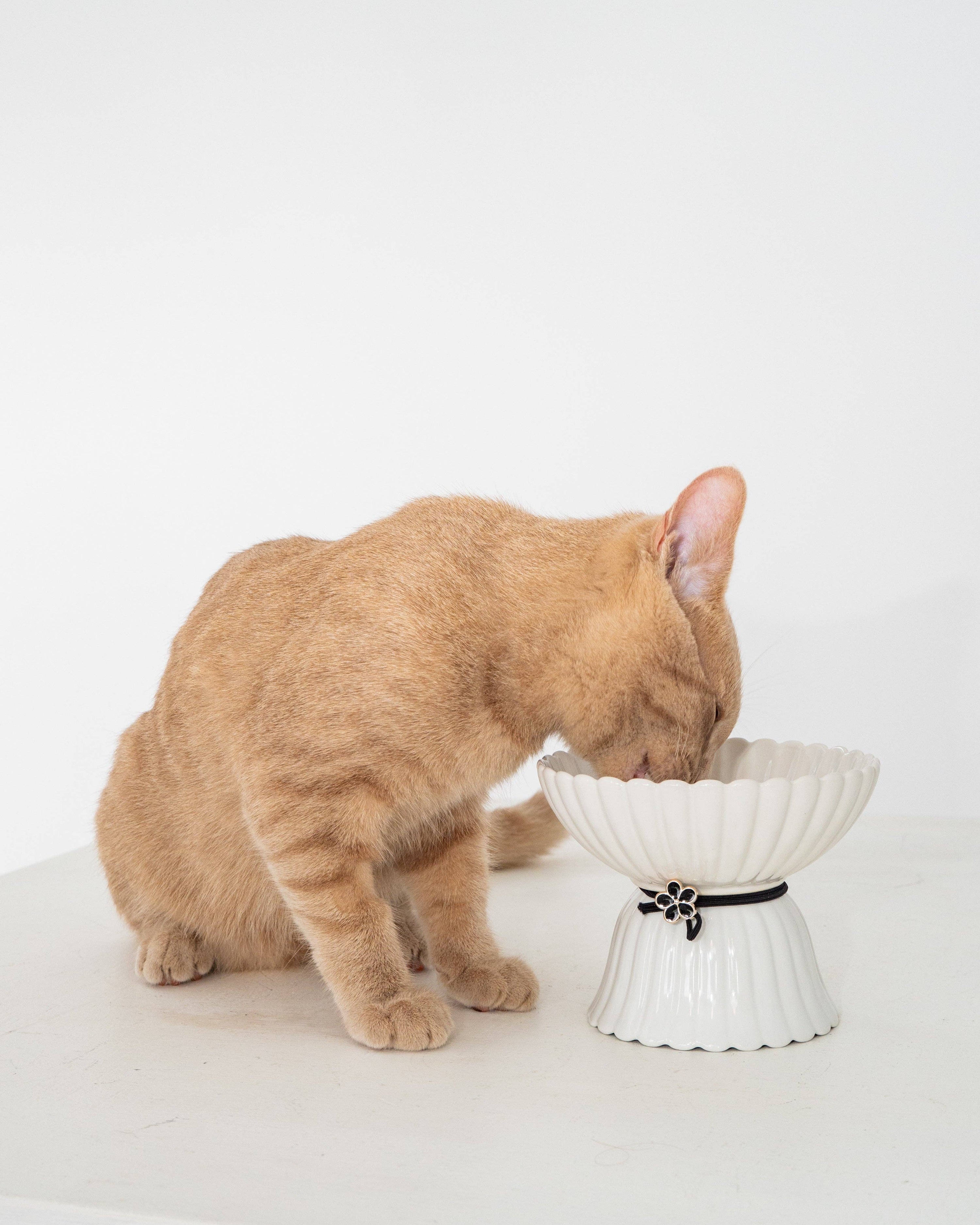 dexypaws - Cat Ceramic Bowl - White & Black Flower