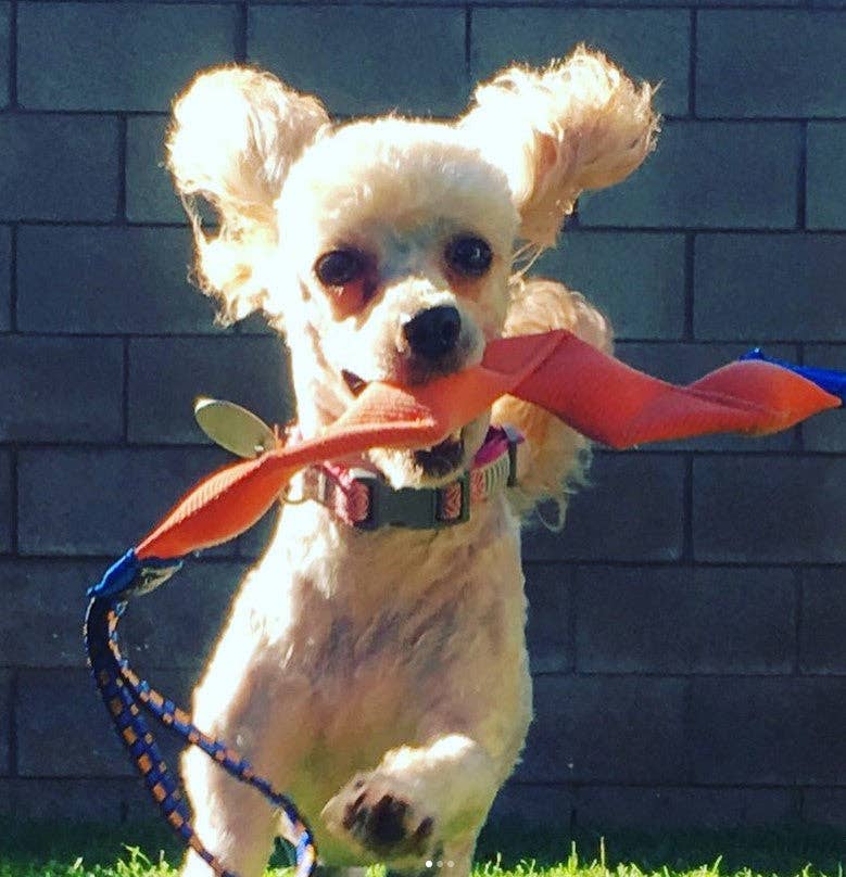 Katie's Bumpers - Best Tug Toy For Dogs KB Wiggy Tug: Yellow
