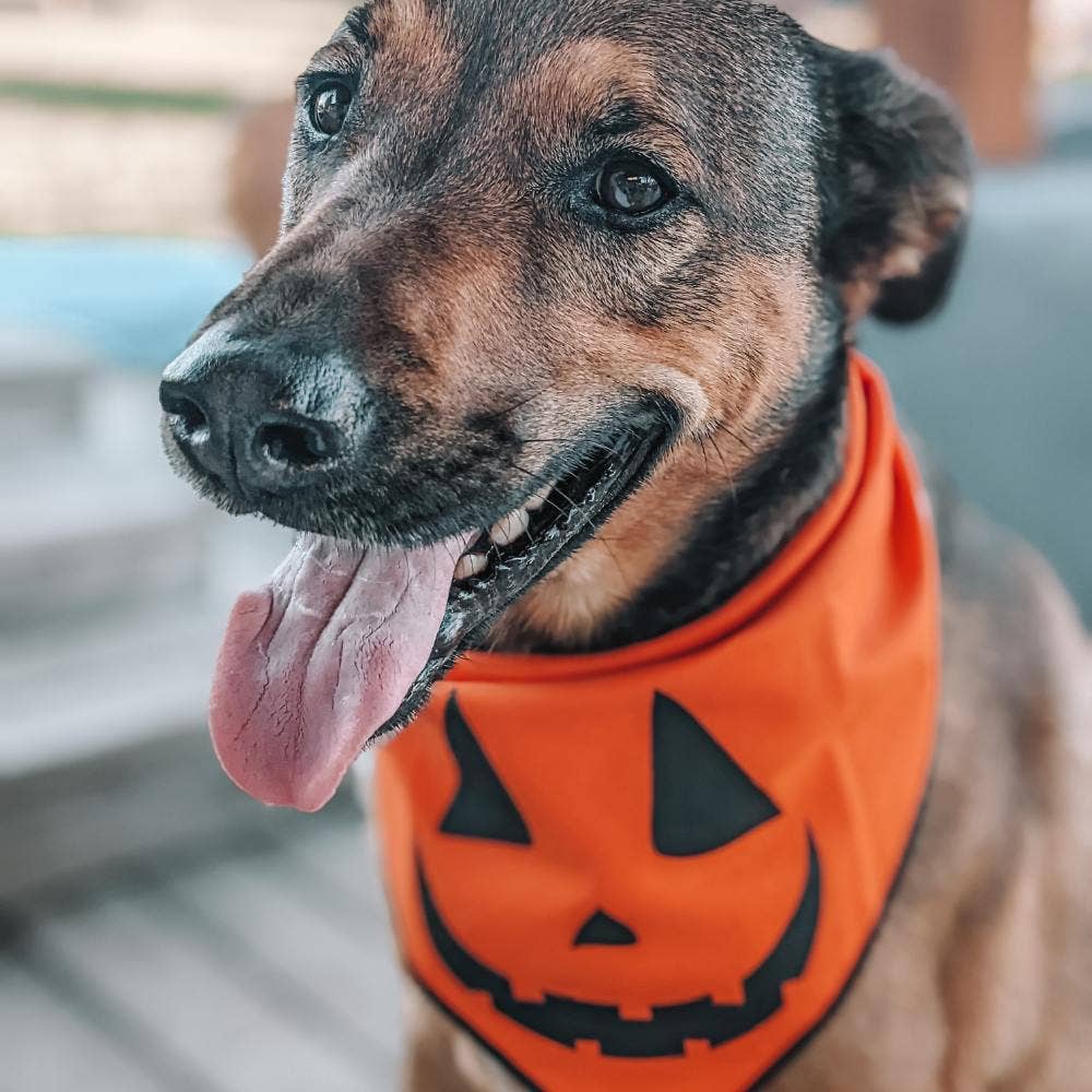 Boneyard Co. - "Jack-O'-Lantern" Cute Pumpkin Halloween Dog Bandana: Small / Tie-On