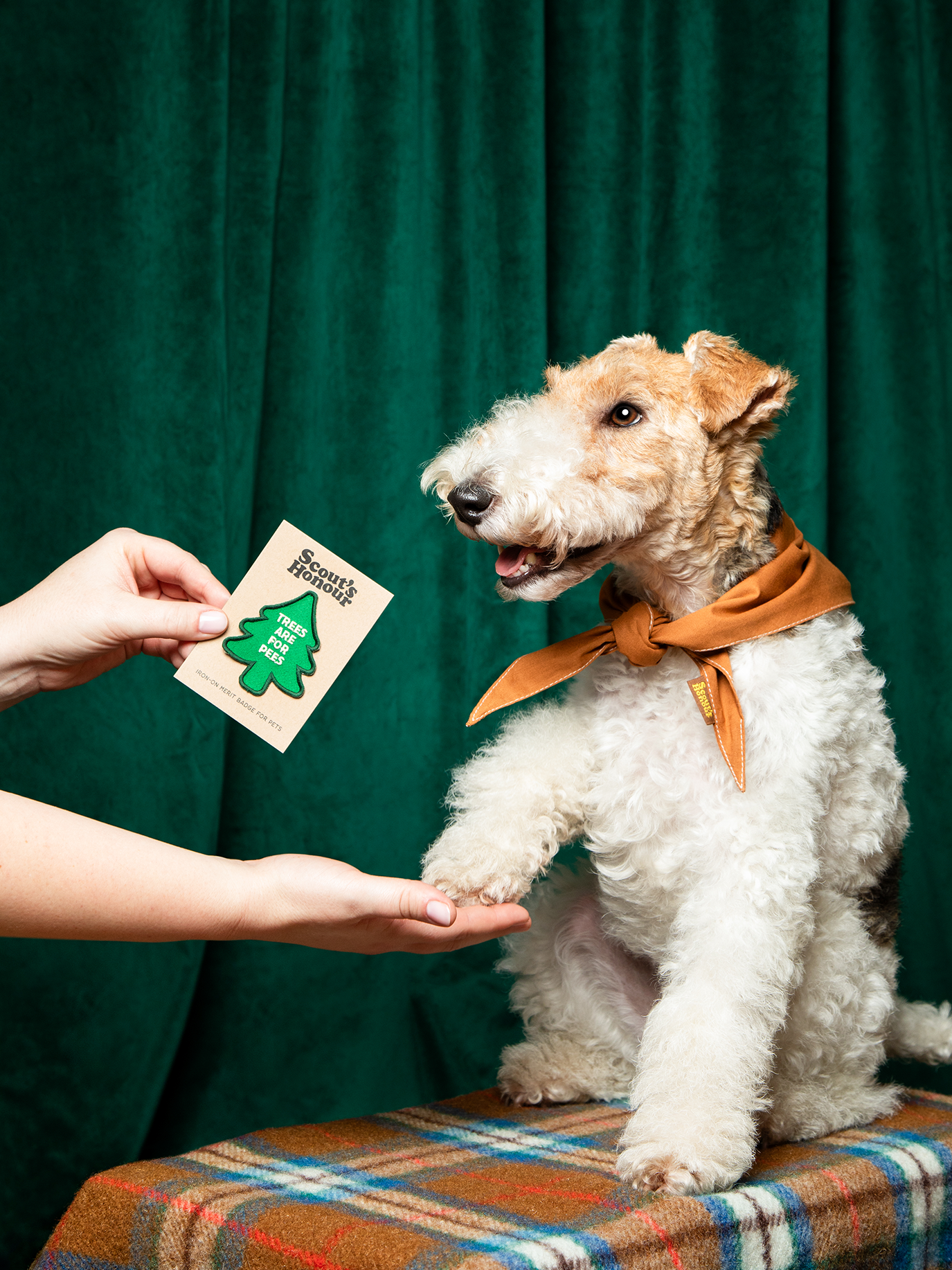 Scout's Honour Pty Ltd - Trees are for Pees iron-on patch for dogs and cats