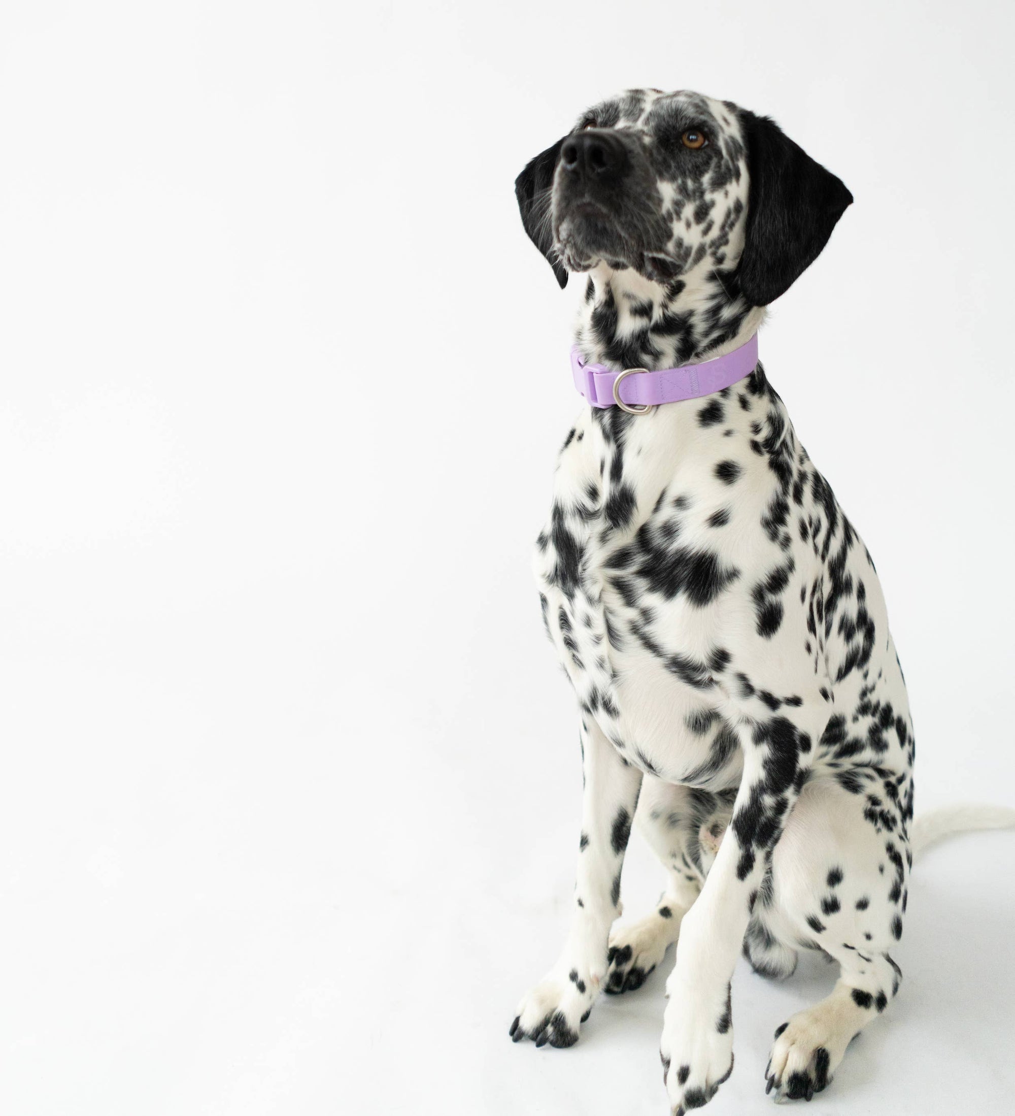 Springland Pets - Original Waterproof Dog Collar, Adjustable (4 Pack): Poppy (all sizes)