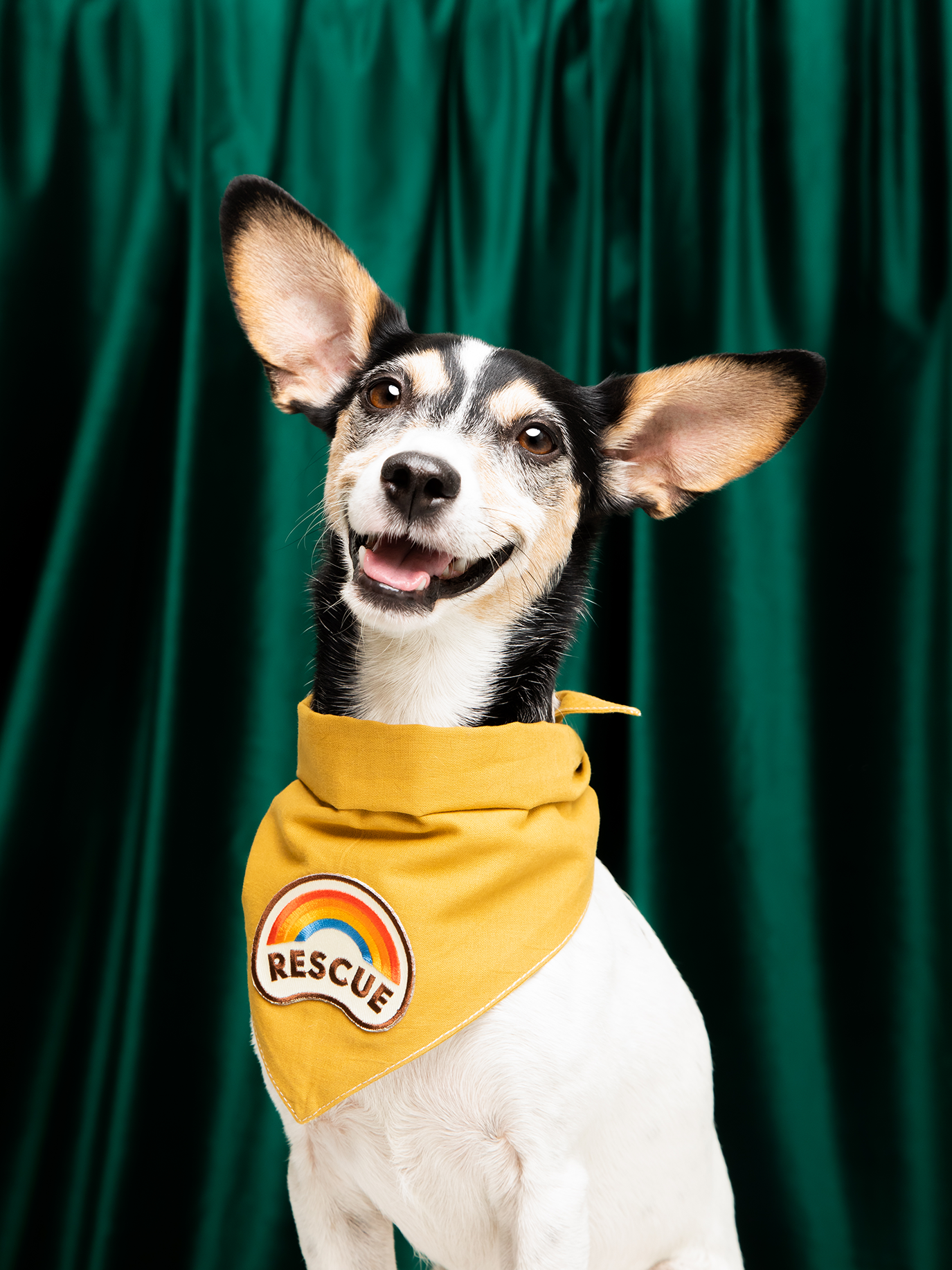 Scout's Honour Pty Ltd - Rescue iron-on patch for dogs and cats