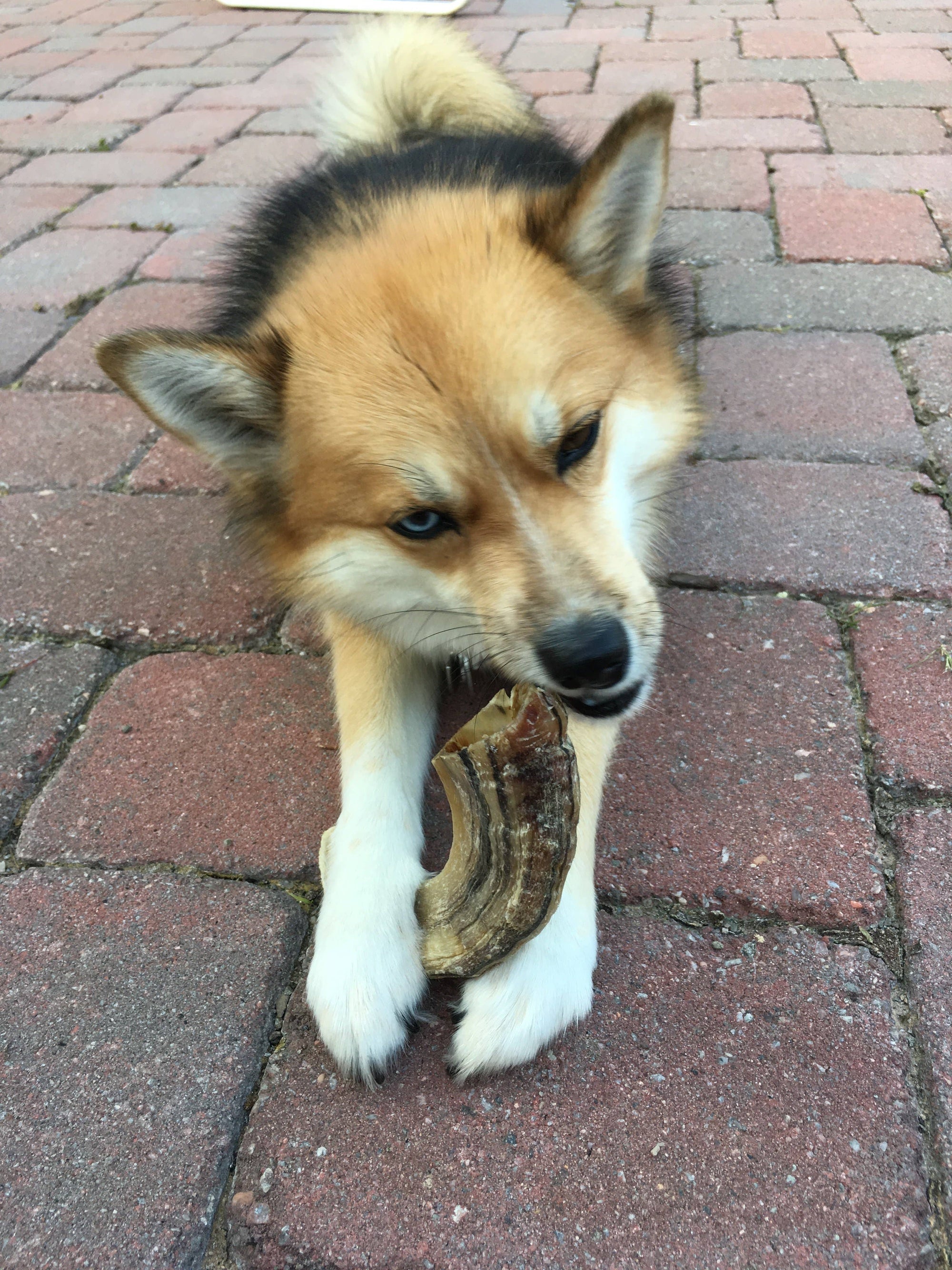 Icelandic+ - Icelandic+ Large Lamb Horn Dog Treat: 1-ct (single)