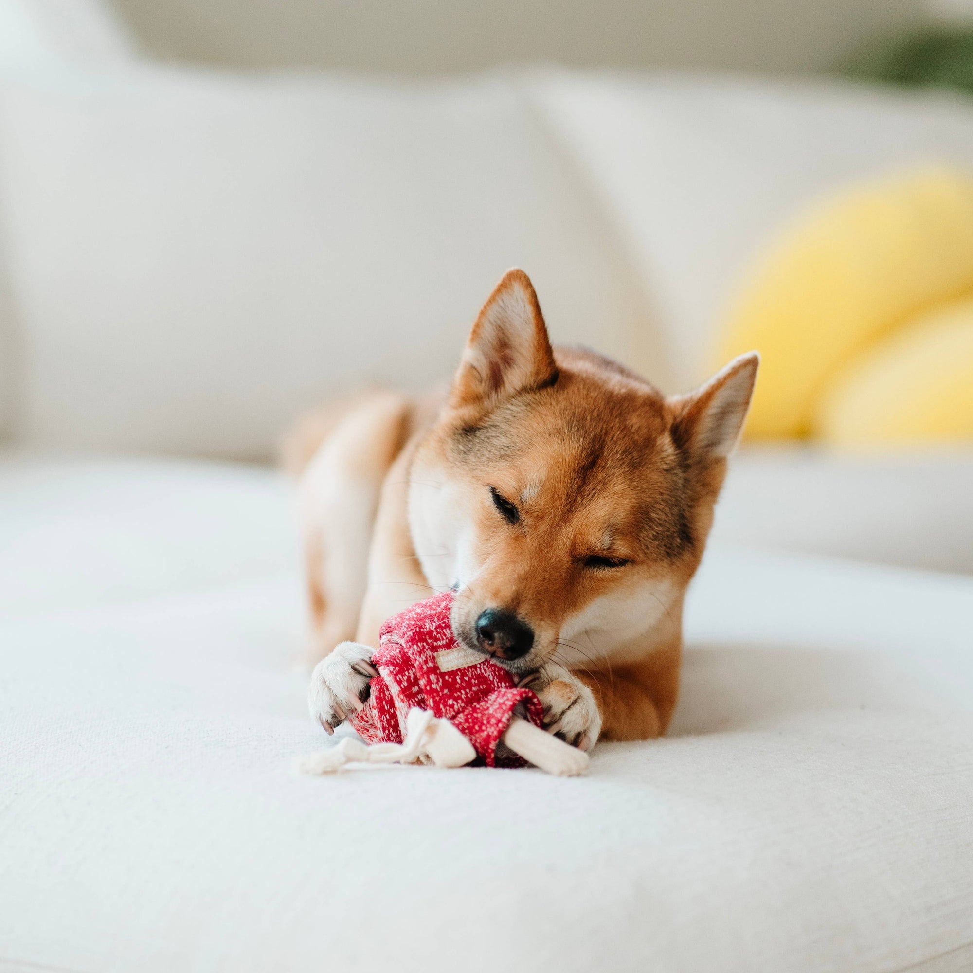 Lambwolf Collective - LOLLIPOP//ENRICHMENT DOG TOY