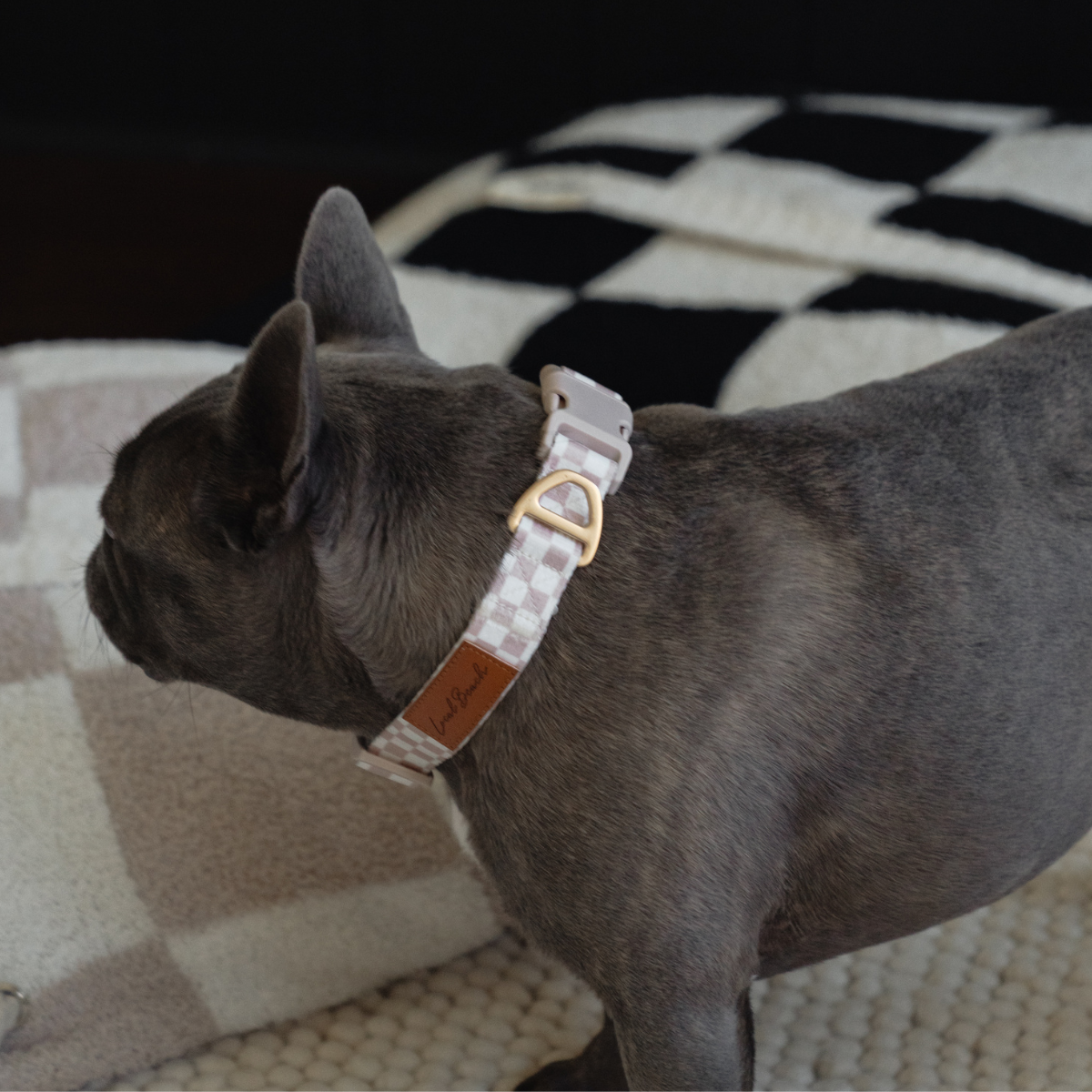 Local Beach - Local Beach Checker Adjustable Dog Collar Tan: Tan / LG / Checker Dog Collar