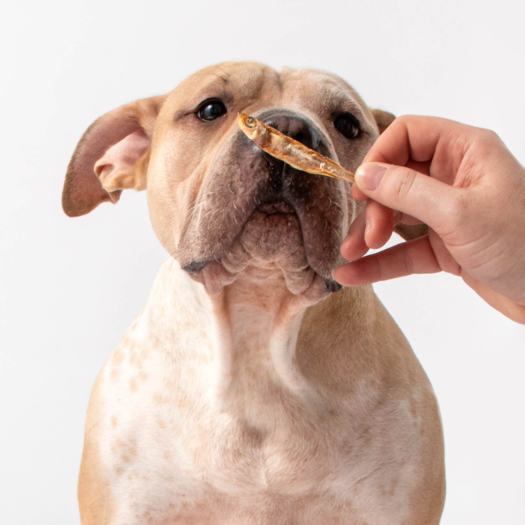 Polkadog - Silverside - 2.5oz - Dog & Cat Treats