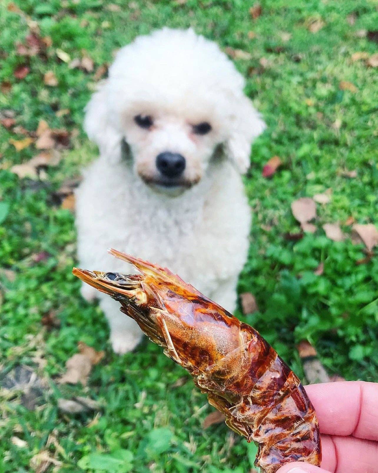 Naked Beasts, Inc. - Shrimp (Head On): 10oz