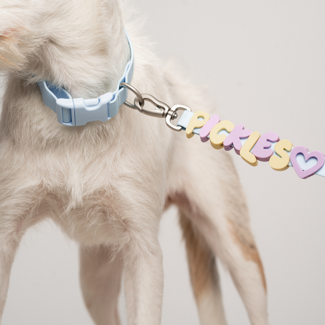 Springland Pets - Silicone Dog Charms, Personalize Pet Collar (63 Pack Assort): Sky Blue