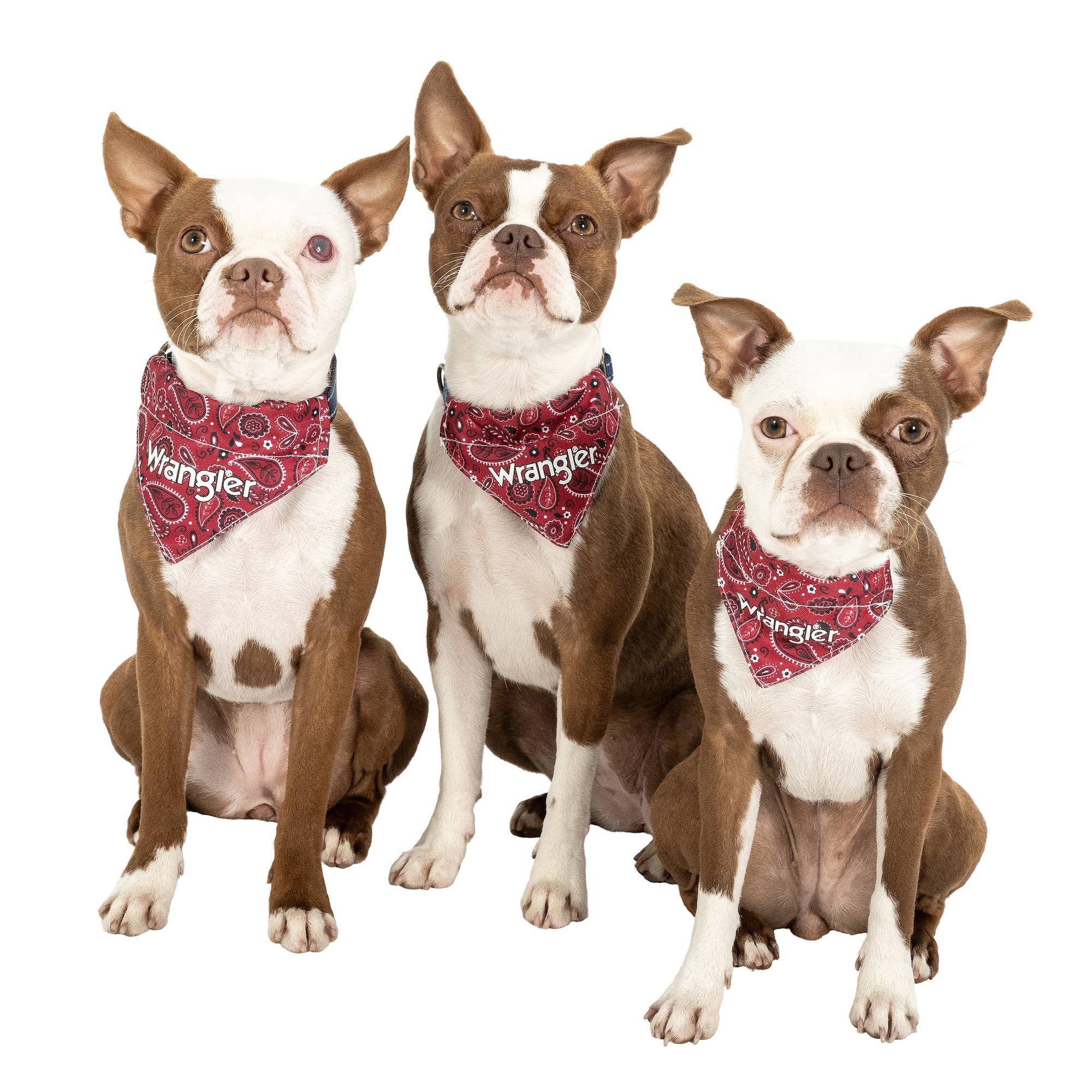 Lexington Pet & Wrangler Pet - Wrangler Red Bandana Collar: Medium