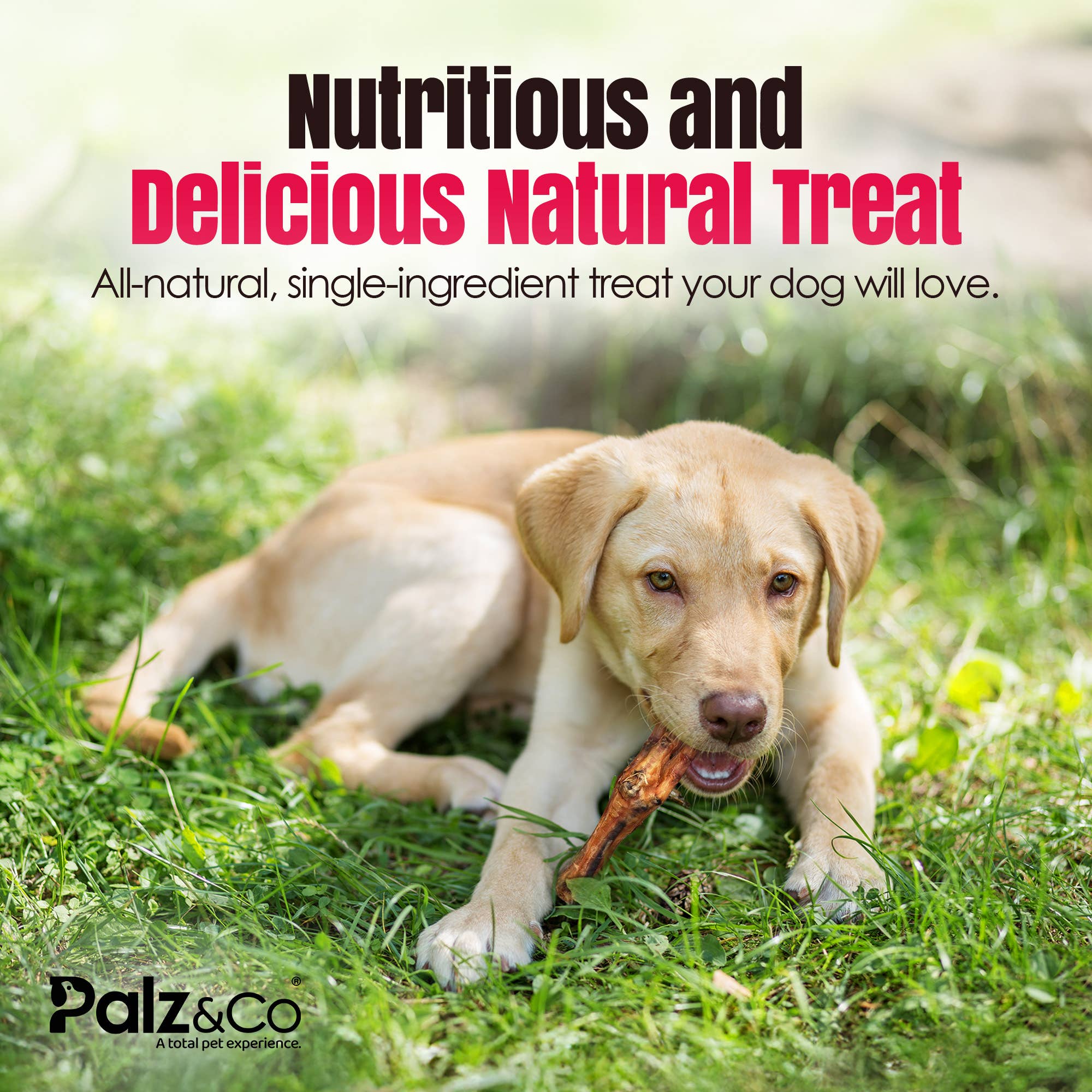 Palz&Co - Birddog Chicken Feet (No Nails) - Pack of 60