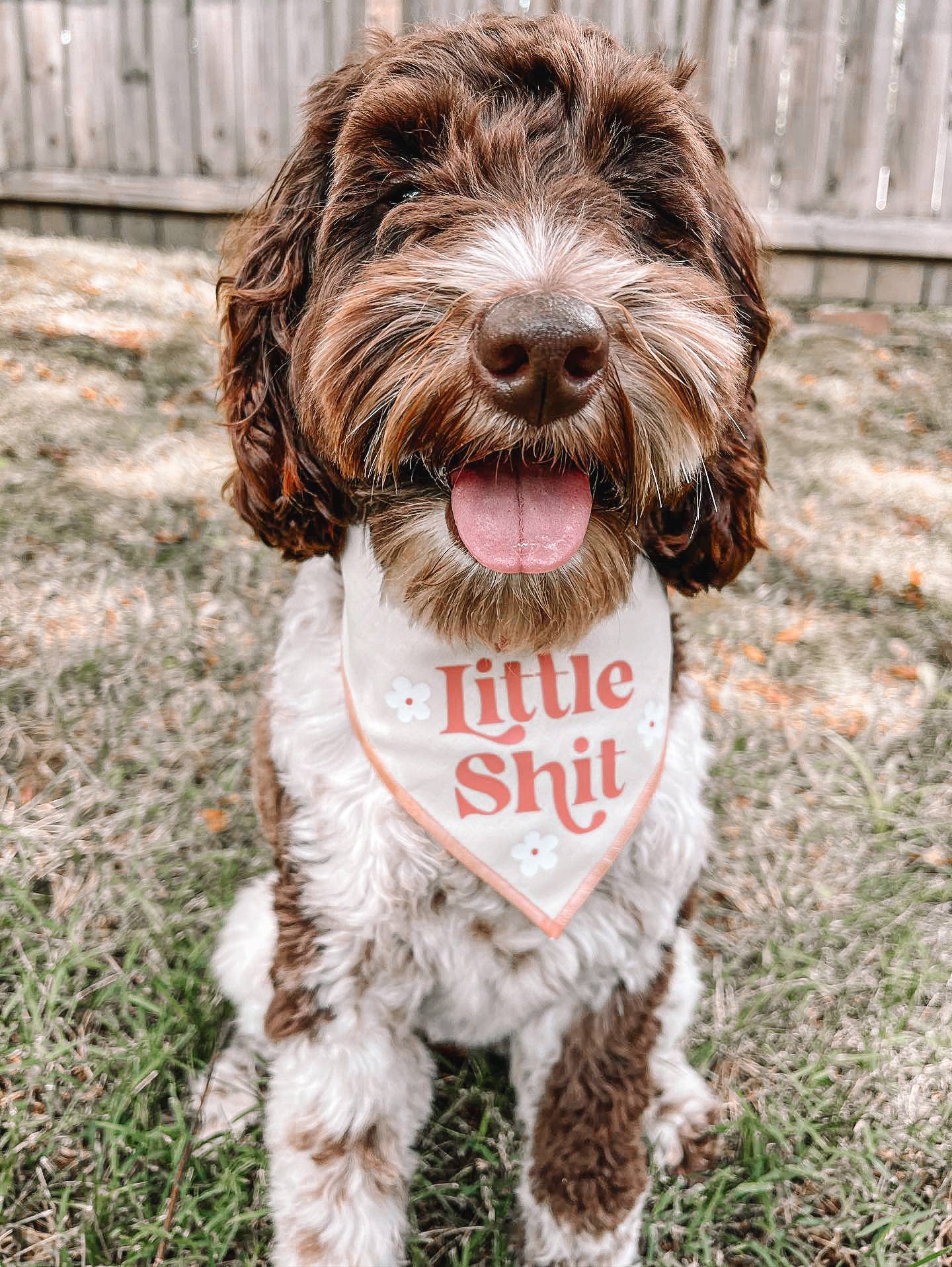 Boneyard Co. - "Little Sh*t" Funny Sassy Dog Bandana, unique dog mom gifts: Navy / XS / Tie-On