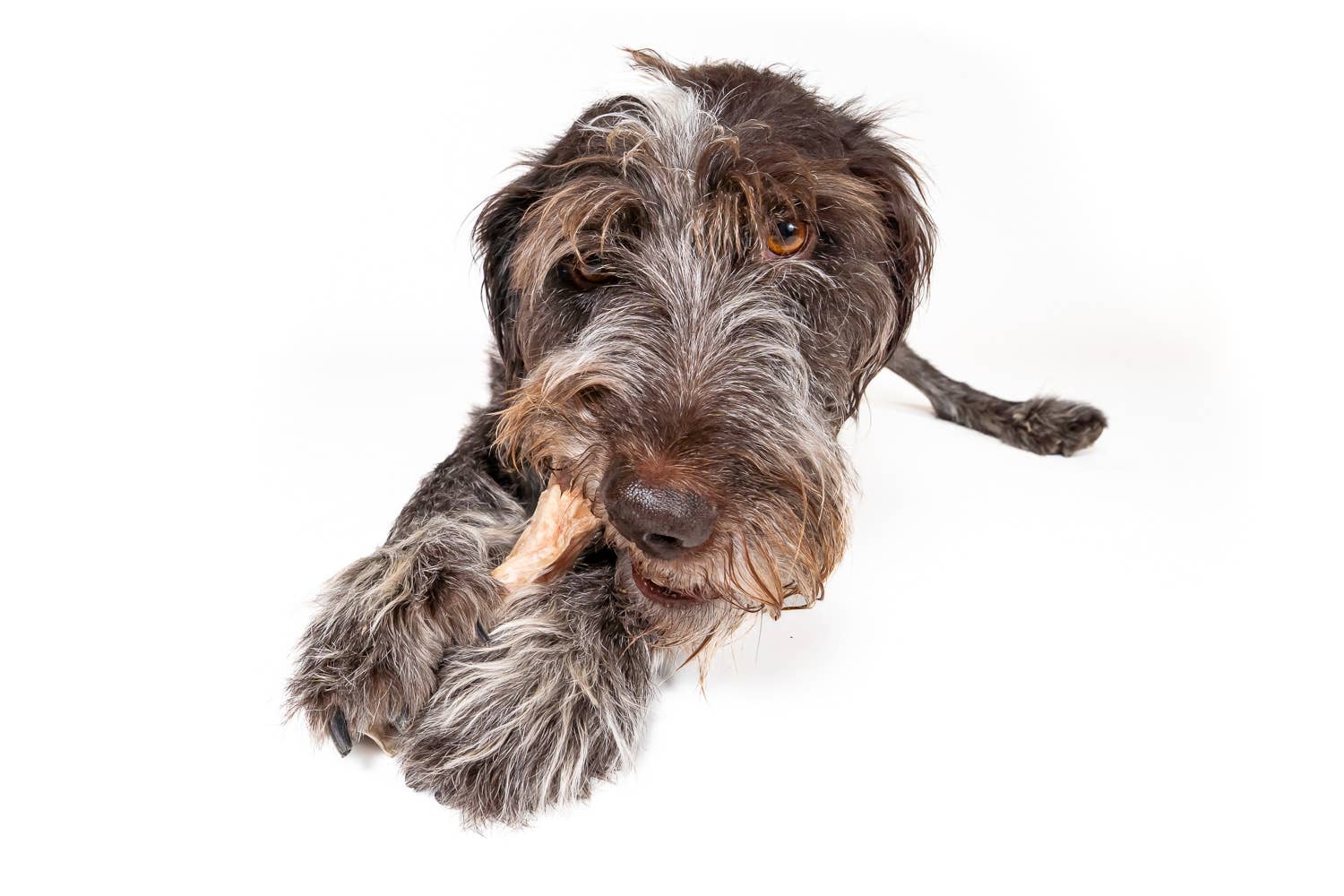 Winnie Lou - Bison Tendon Chews - Bulk (25 tendons)