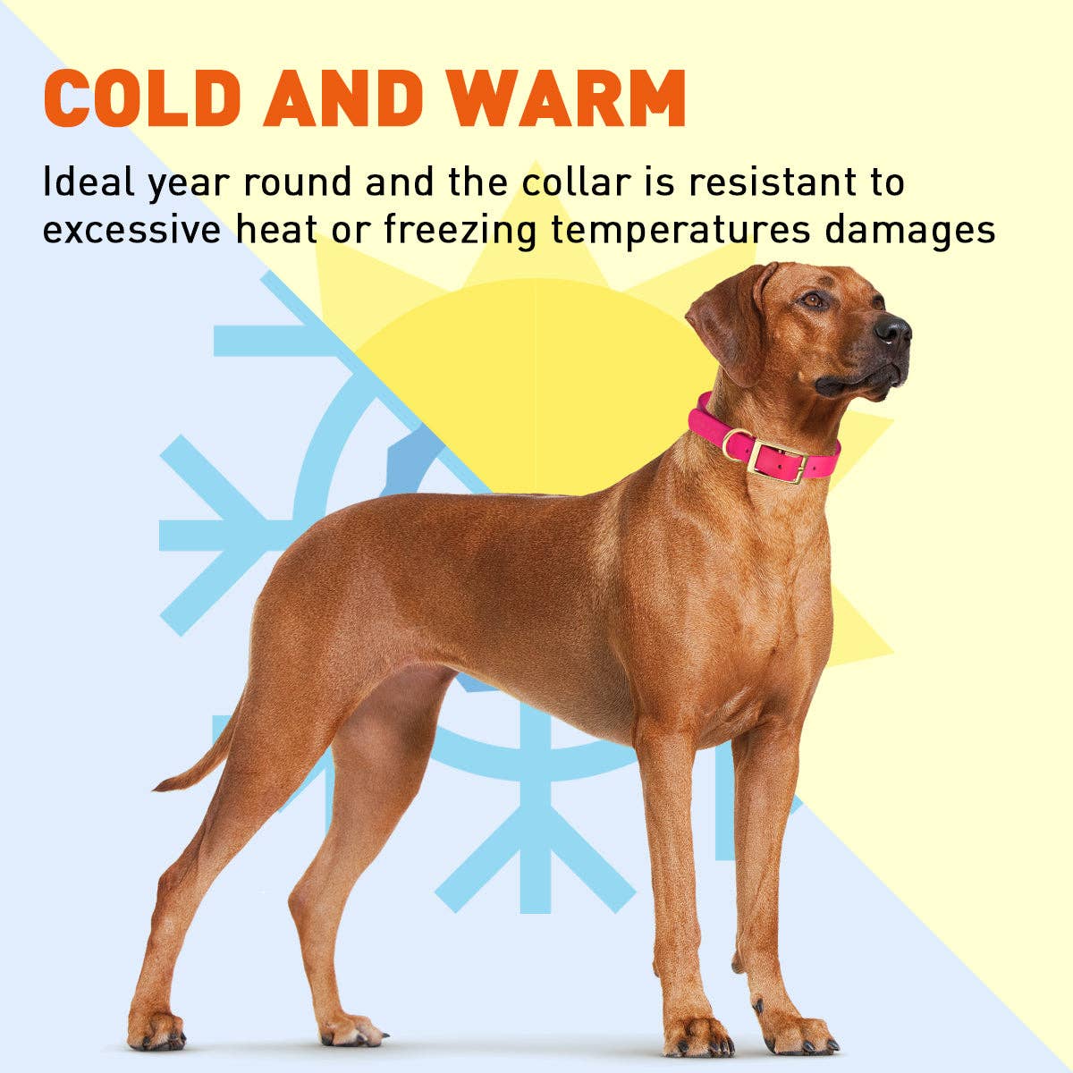 Dogline - Viper Biothane Waterproof Collar - Brass Hardware: Black / 18"-22" / 1"