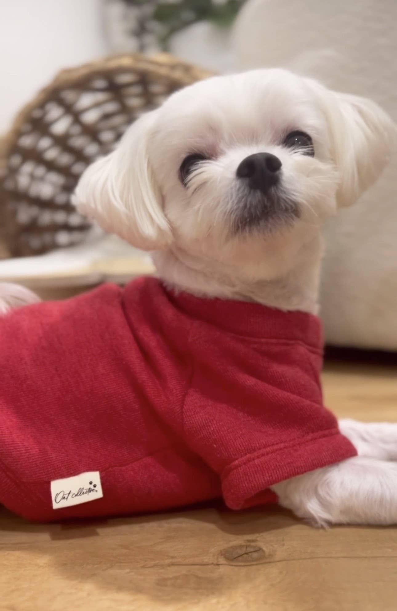 OAT COLLECTIVE - MERRY WOOFMAS Pet Graphic Sweatshirt : HEATHER FOREST / M