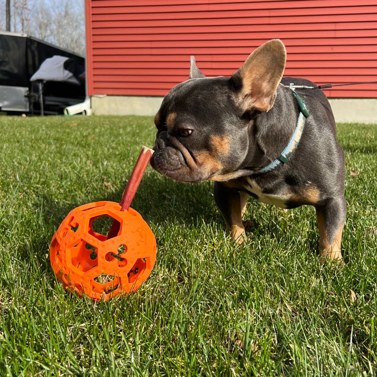 Tall Tails - GOAT Sport Flex-a-Ball Dog Toy