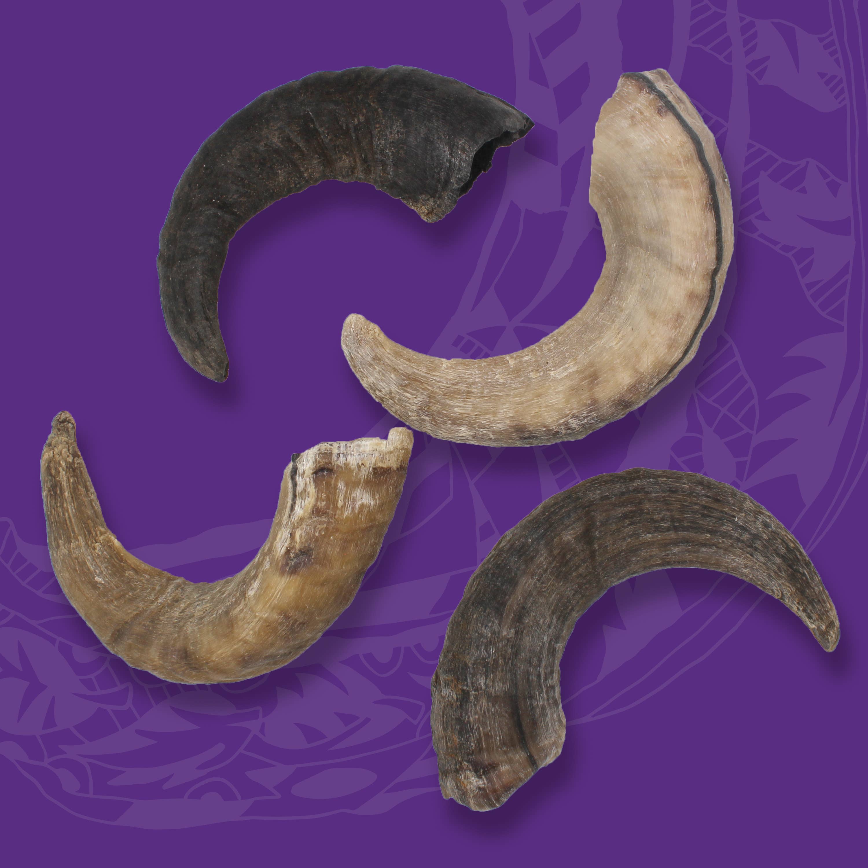 Icelandic+ - Icelandic+ Large Lamb Horn Dog Treat: 1-ct (single)