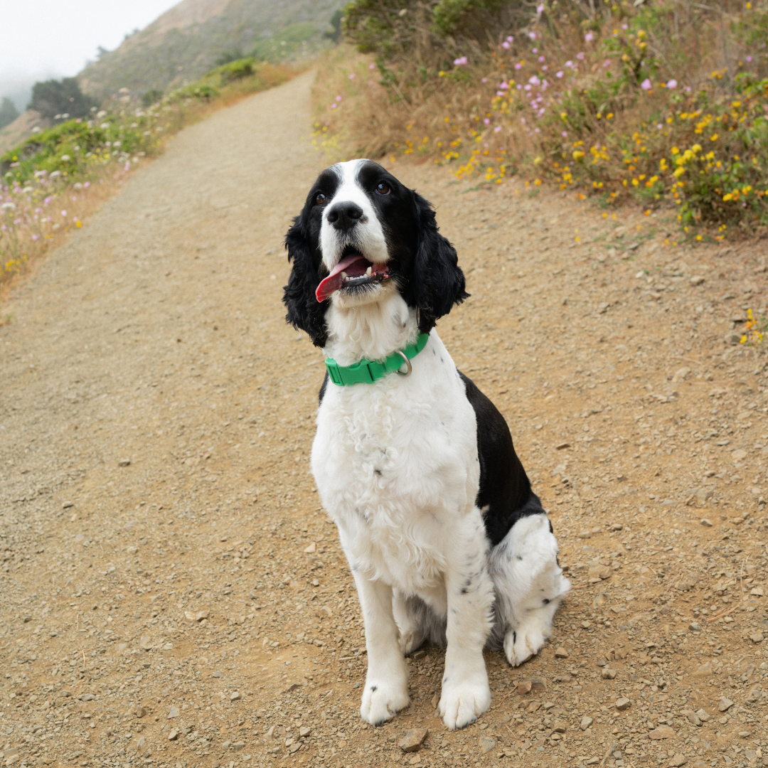 Springland Pets - Waterproof & Adjustable Dog Collar (6 Pack): Blueberry (6 Pack)