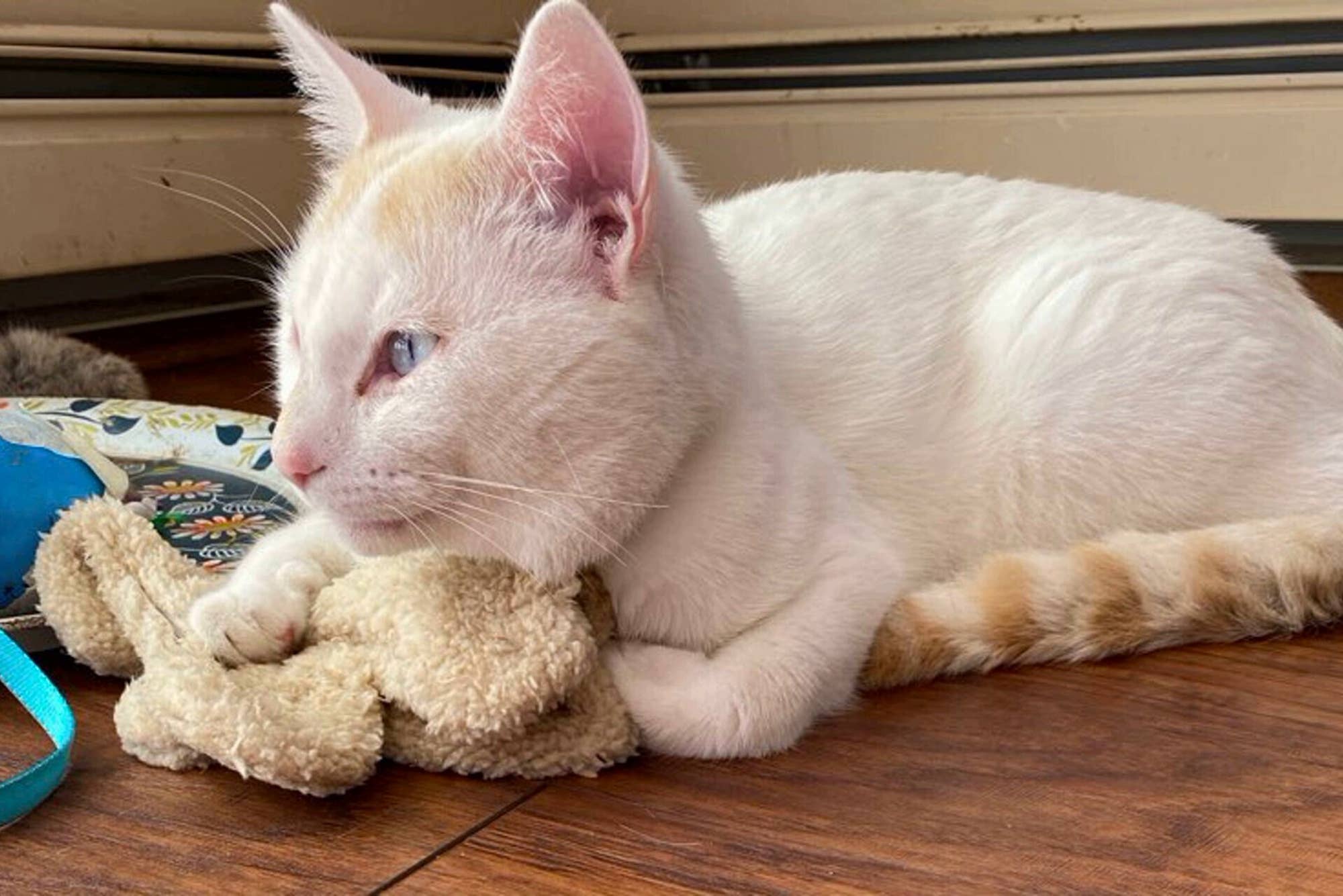 Whiskers 'n Paws Unique Pet Gifts, LLC - Catnip Franny (CNF-068)