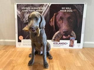 Icelandic+ - Icelandic+ Large Lamb Horn Dog Treat: 1-ct (single)
