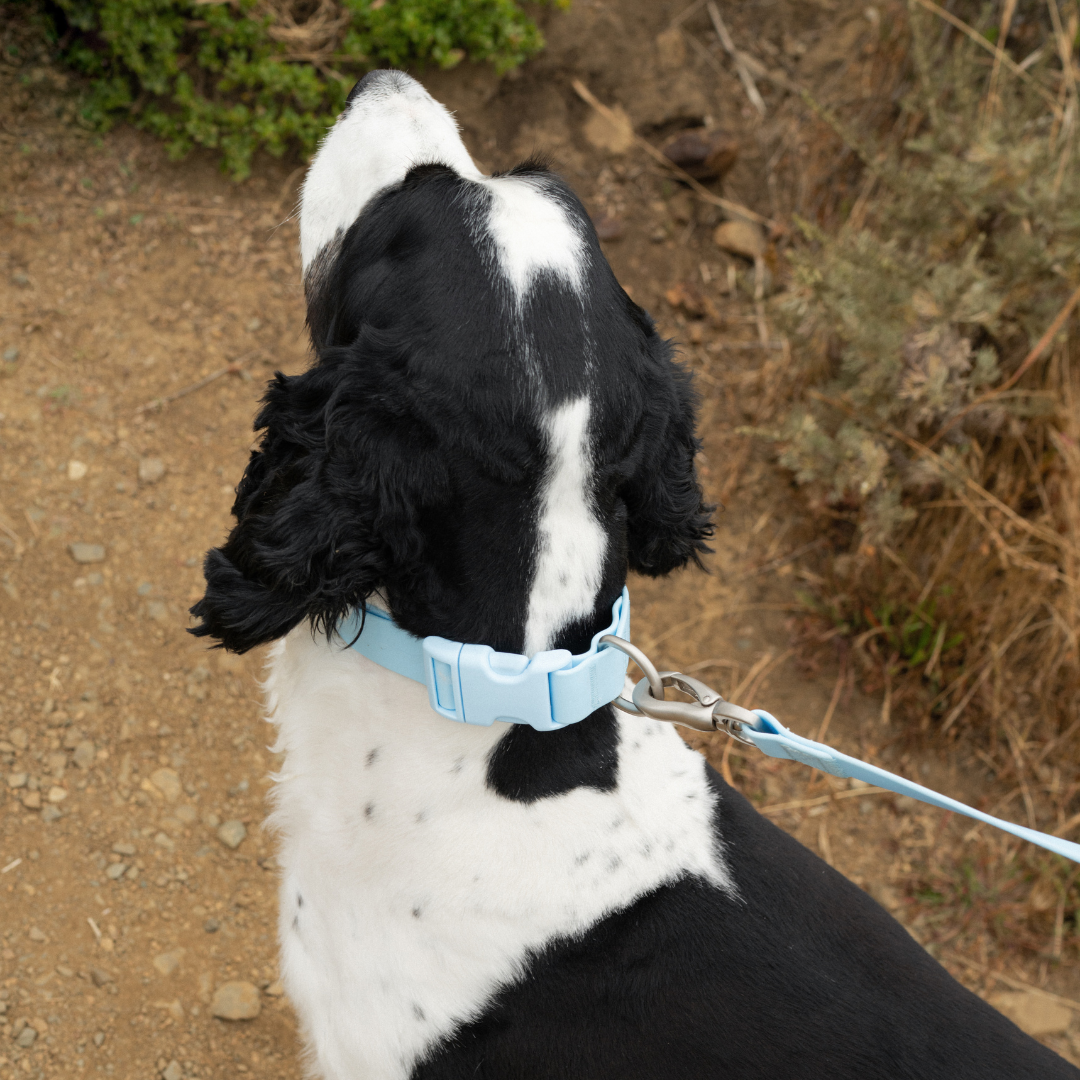 Springland Pets - Waterproof & Adjustable Dog Collar (Small, Medium, Large)