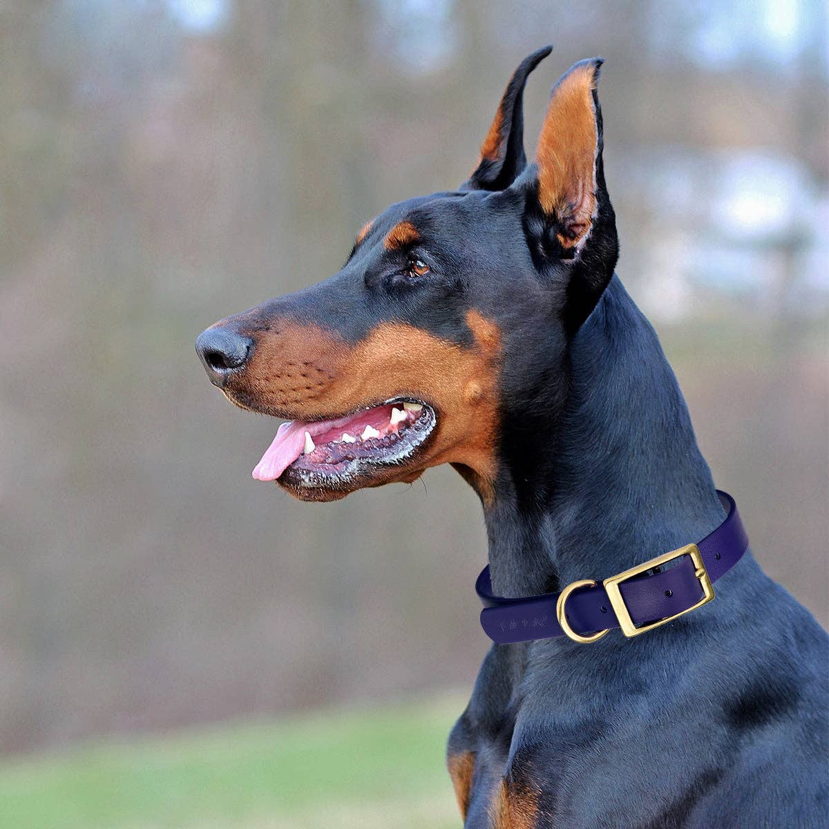 Dogline - Viper Biothane Waterproof Collar - Brass Hardware: Dogline Blue / 18"-22" / 1"
