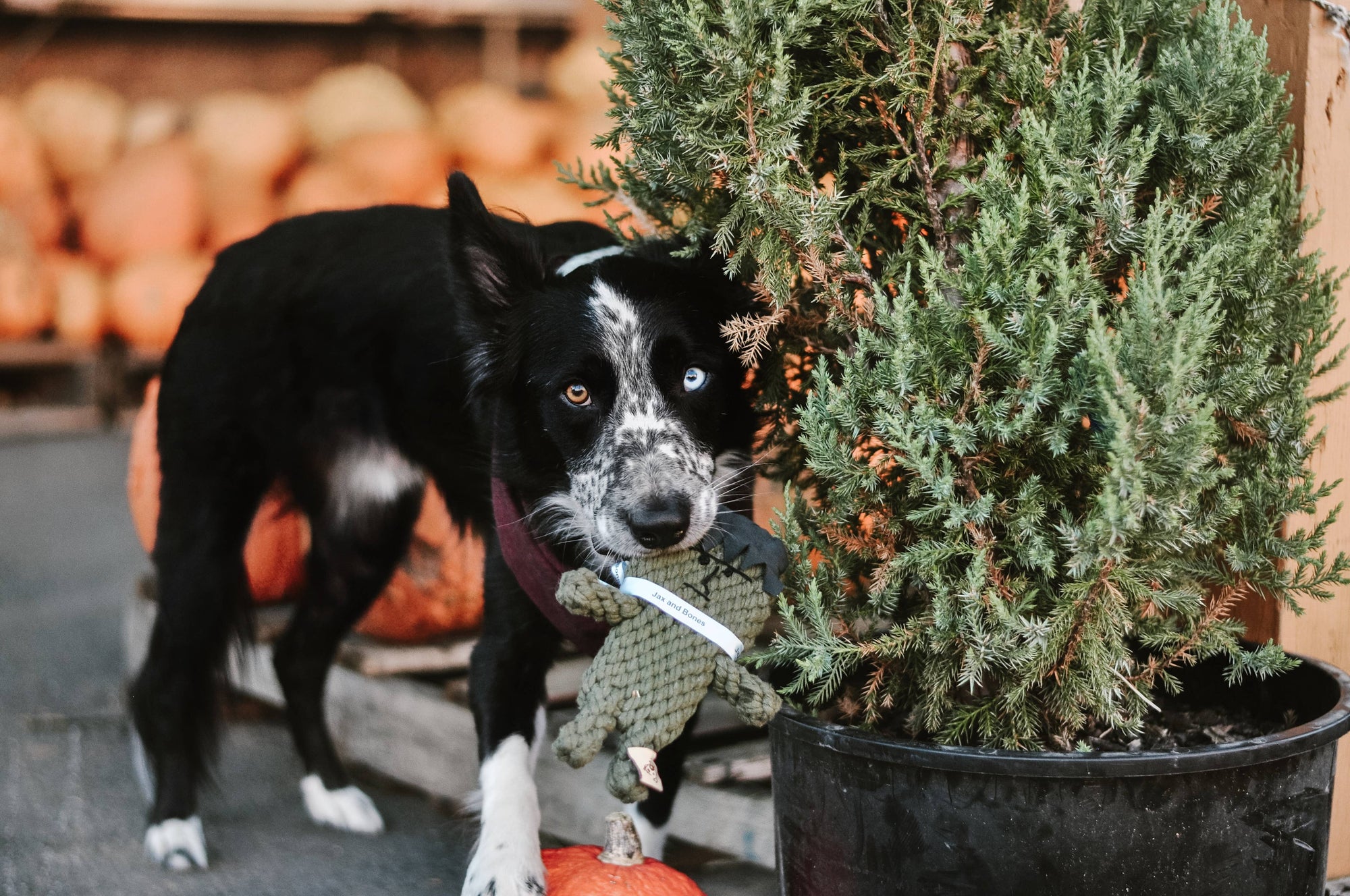 Jax & Bones - Frankenstein Rope Dog Toy (One Size)