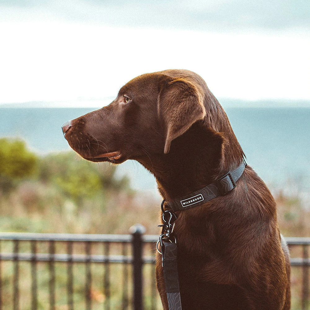 Wilderdog Waterproof Black Collar