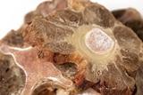 Scout and Zoe's Ox Tails