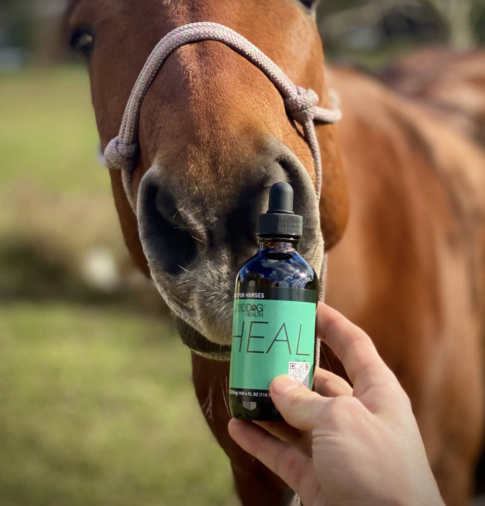
            
                Load image into Gallery viewer, HEAL HORSE Oil | 10,000 mg
            
        