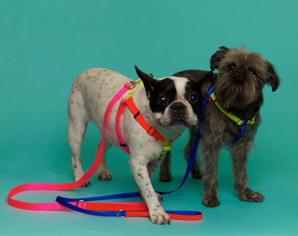 
            
                Load image into Gallery viewer, Ware of the Dog Neon Harness
            
        